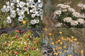 Kosciuszko wildflowers